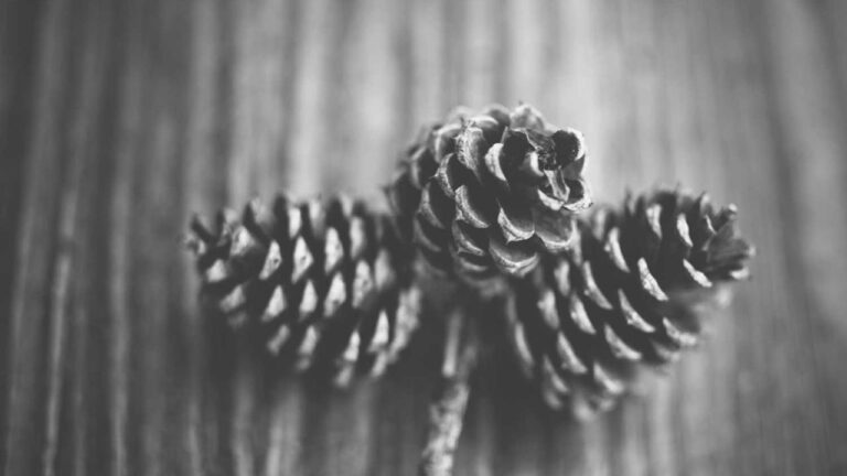 How To Install 99Exch App Download For Android Easily?