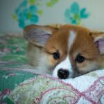 Reddybook Review: How This Innovative Platform is Revolutionizing Digital Publishing and Community Engagement