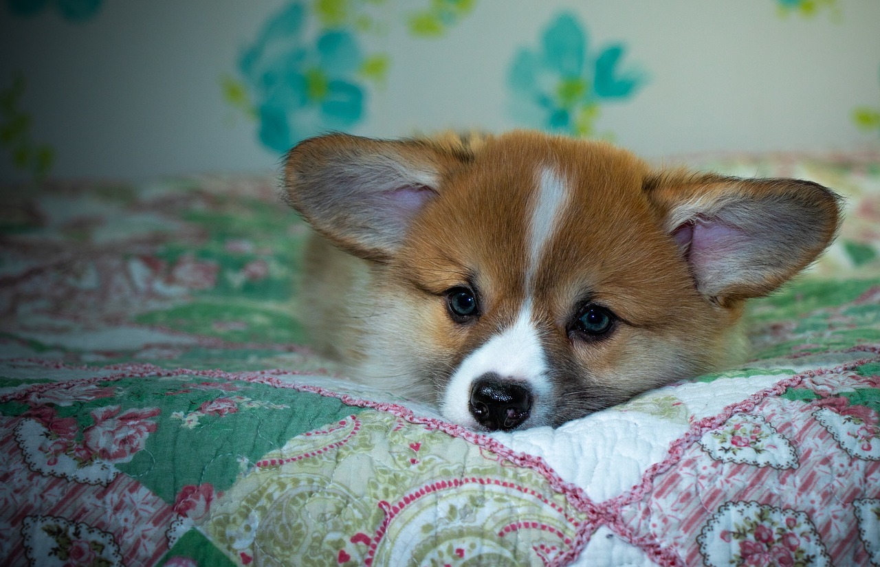 Reddybook Review: How This Innovative Platform is Revolutionizing Digital Publishing and Community Engagement